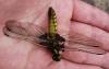 Libellula depressa